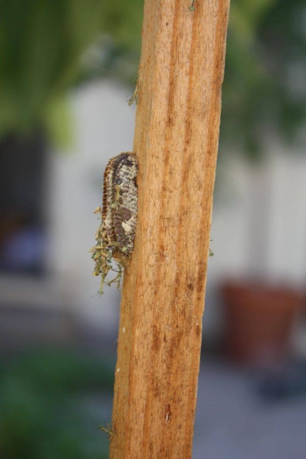 newborn mantises