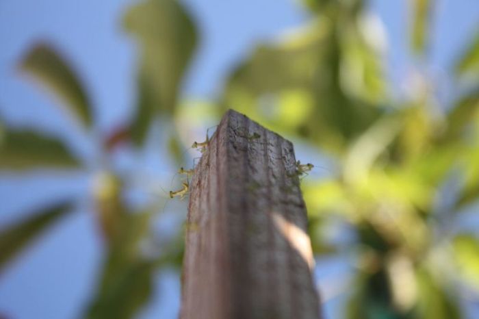 newborn mantises