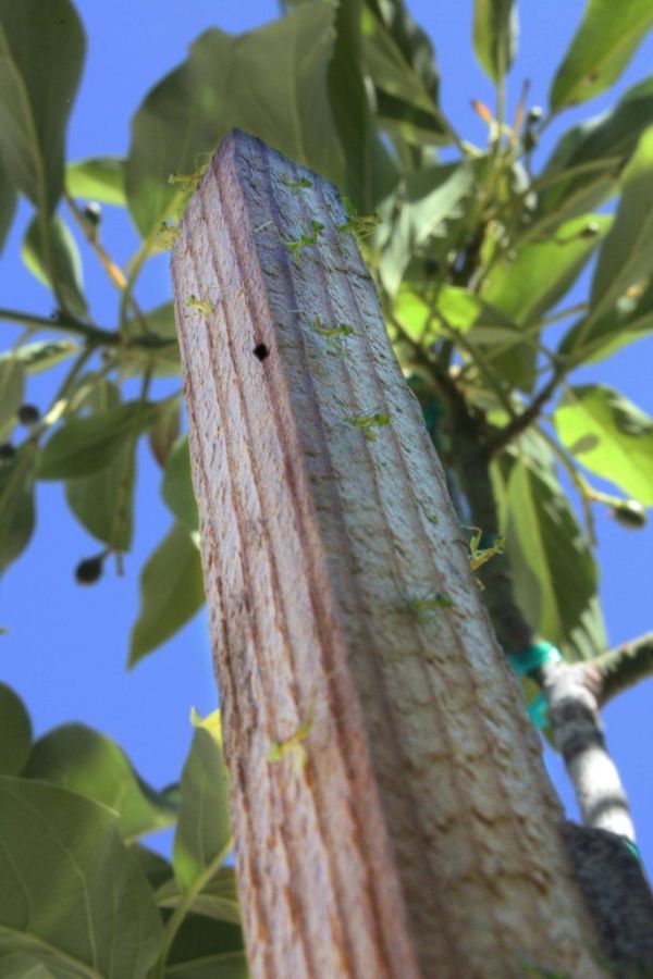 newborn mantises