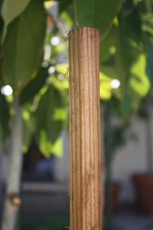 newborn mantises