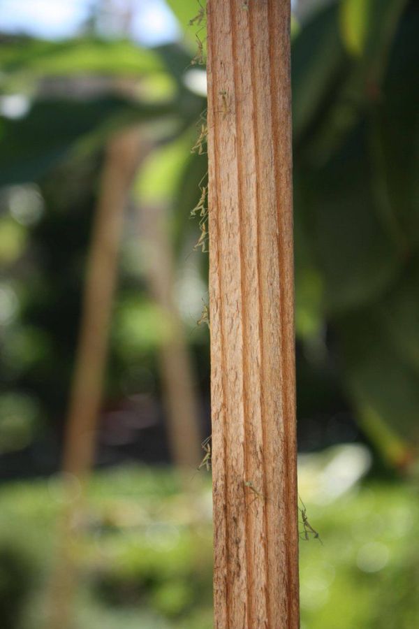 newborn mantises