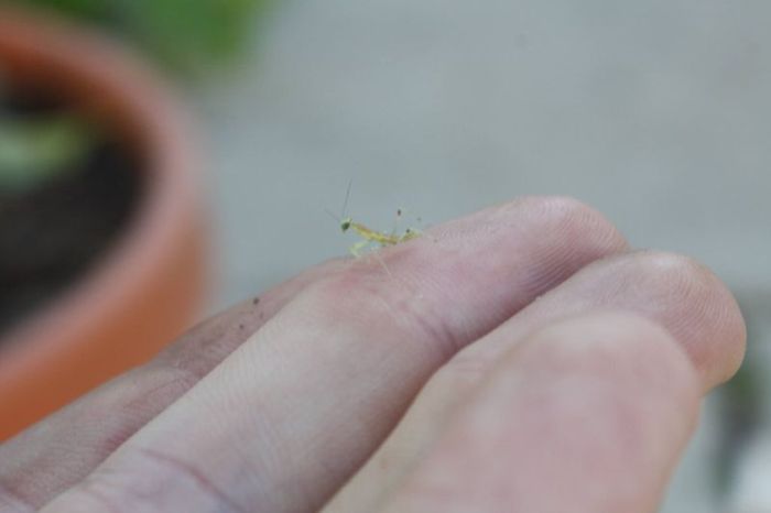 newborn mantises