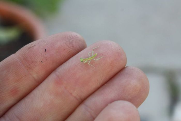 newborn mantises