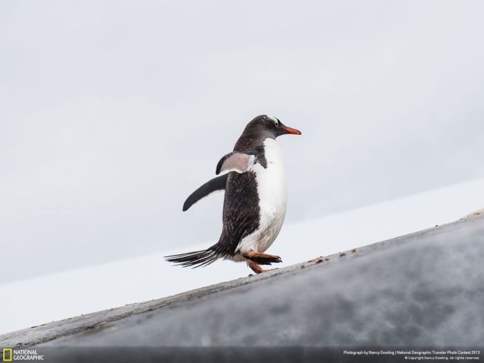 Animal and wildlife photography by National Geographic