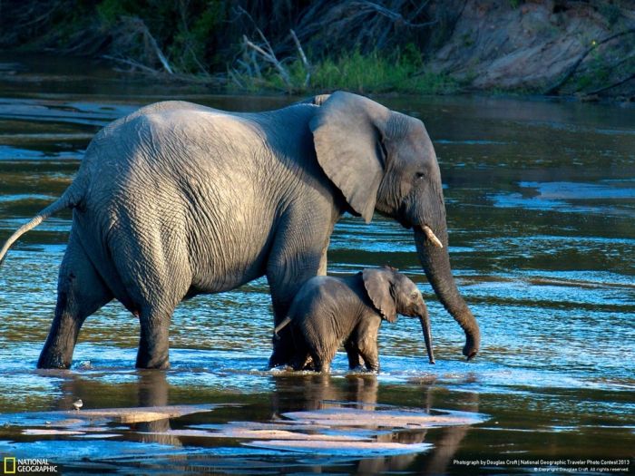 Animal and wildlife photography by National Geographic