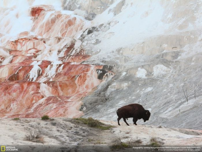 Animal and wildlife photography by National Geographic