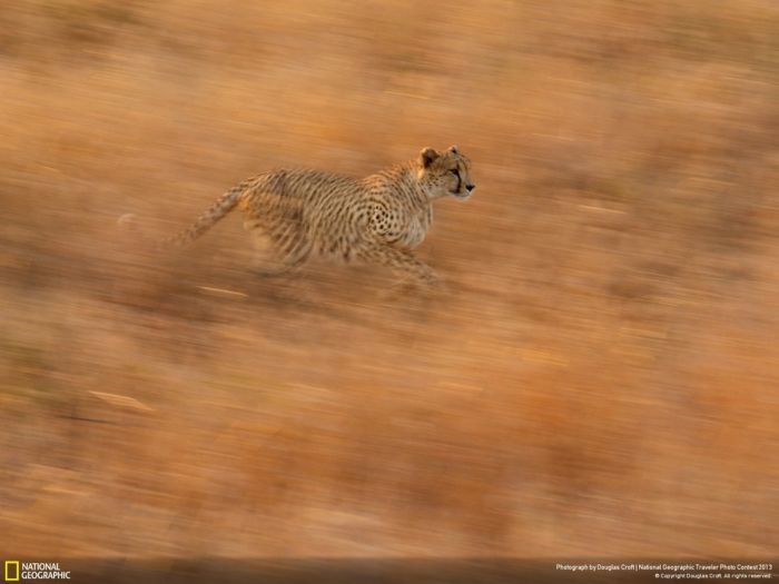 Animal and wildlife photography by National Geographic