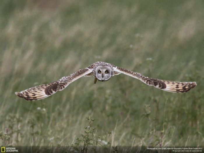 Animal and wildlife photography by National Geographic