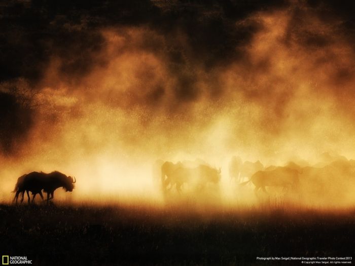 Animal and wildlife photography by National Geographic