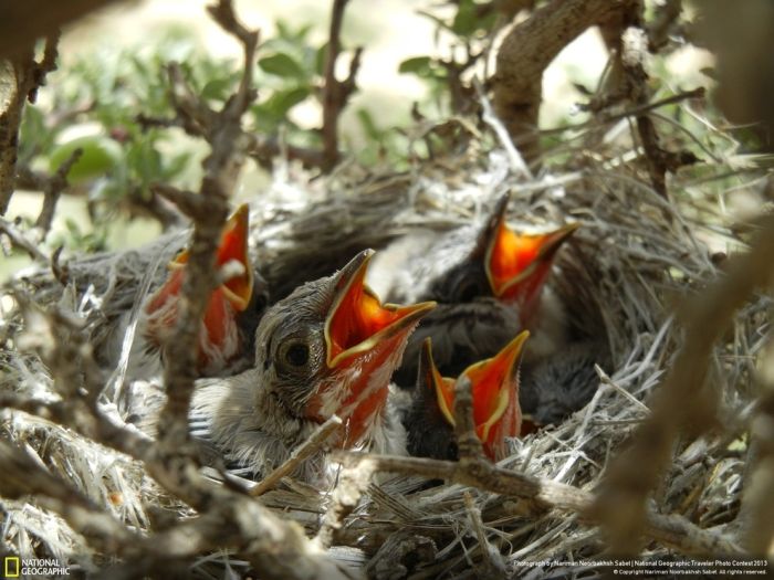 Animal and wildlife photography by National Geographic