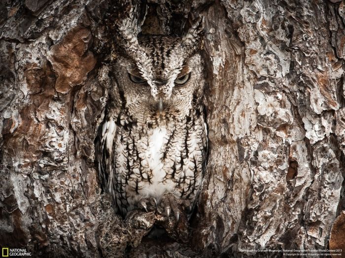 Animal and wildlife photography by National Geographic