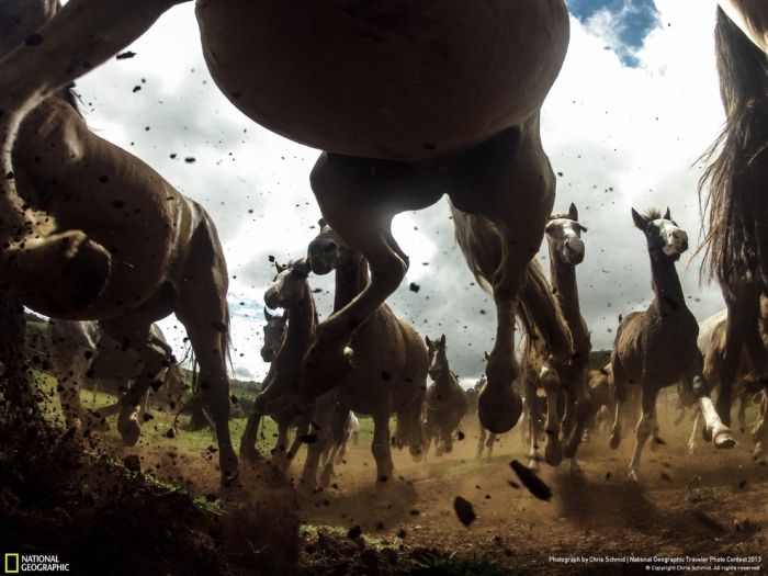 Animal and wildlife photography by National Geographic