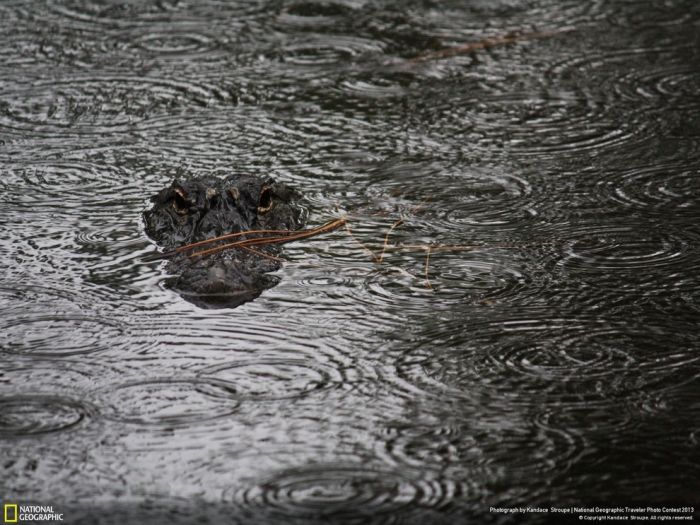 Animal and wildlife photography by National Geographic