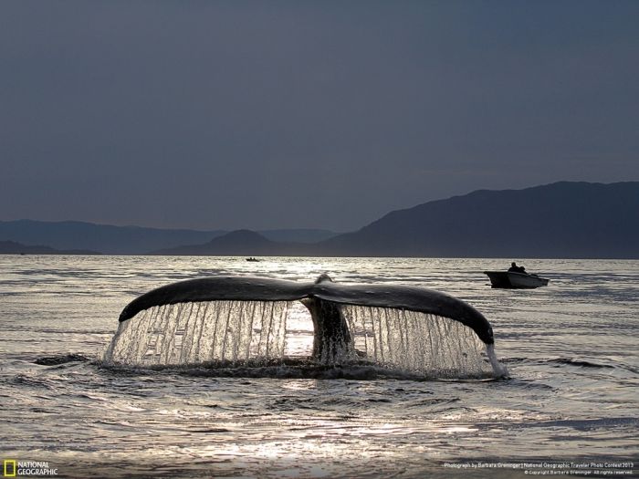 Animal and wildlife photography by National Geographic