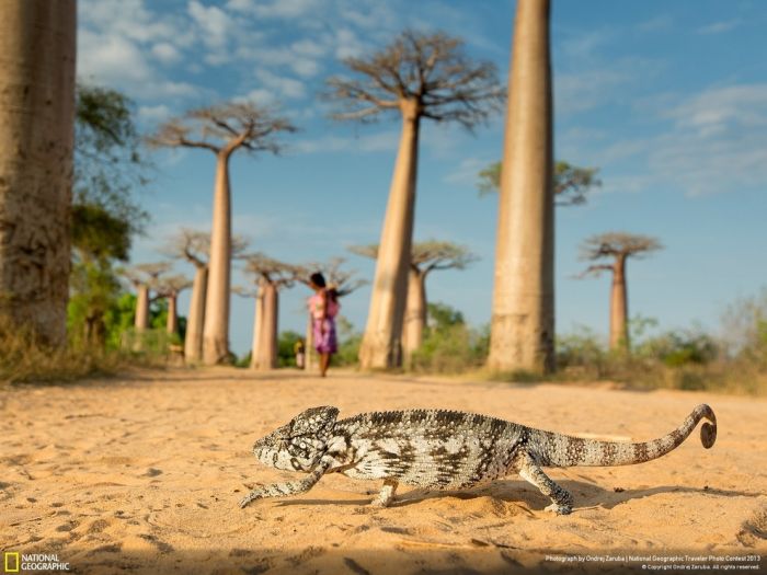 Animal and wildlife photography by National Geographic