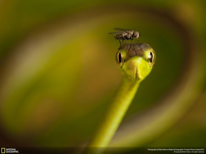 Animal and wildlife photography by National Geographic