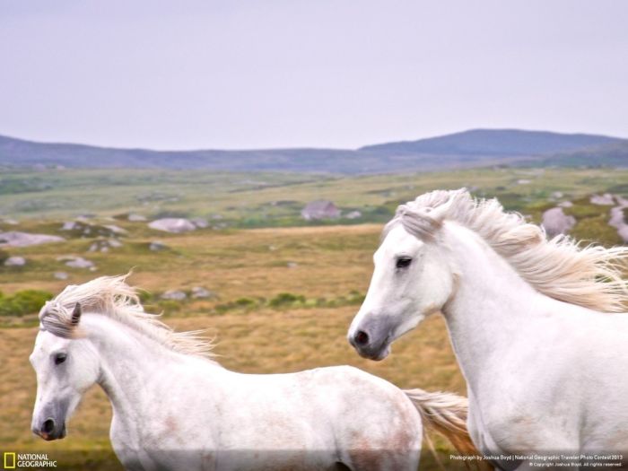 Animal and wildlife photography by National Geographic