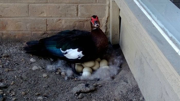 duck laid eggs and made some ducklings