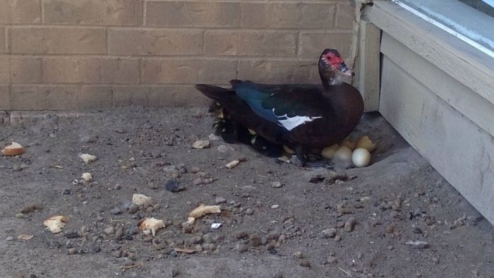 duck laid eggs and made some ducklings