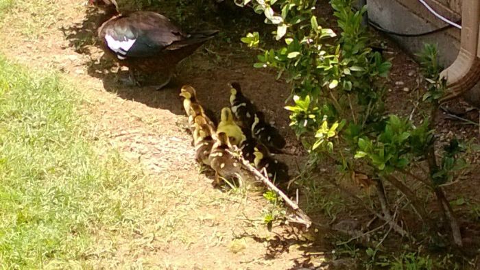 duck laid eggs and made some ducklings