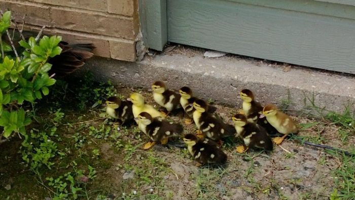 duck laid eggs and made some ducklings