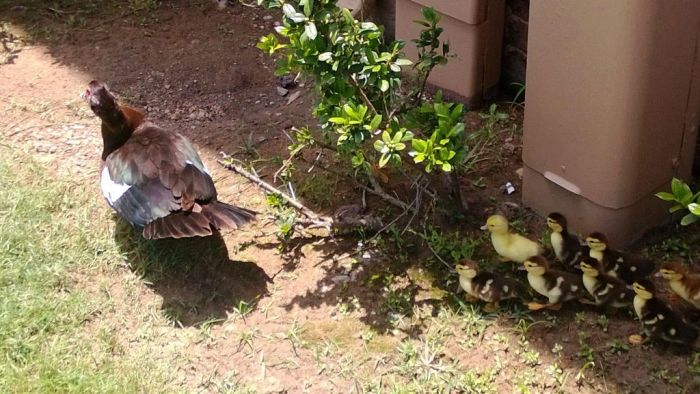 duck laid eggs and made some ducklings