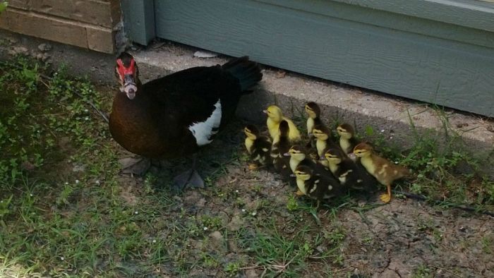 duck laid eggs and made some ducklings