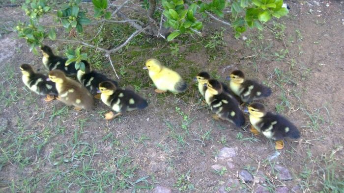 duck laid eggs and made some ducklings