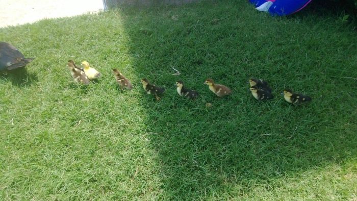 duck laid eggs and made some ducklings