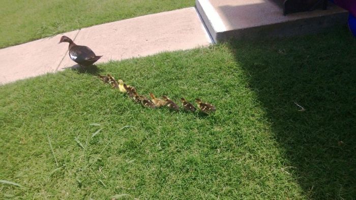 duck laid eggs and made some ducklings