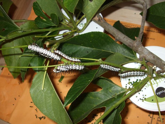 breeding butterflies at home