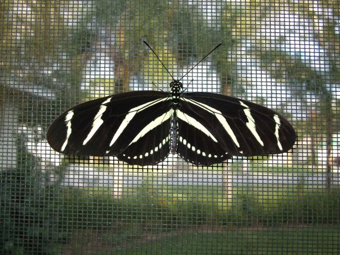 breeding butterflies at home