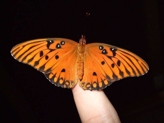 breeding butterflies at home