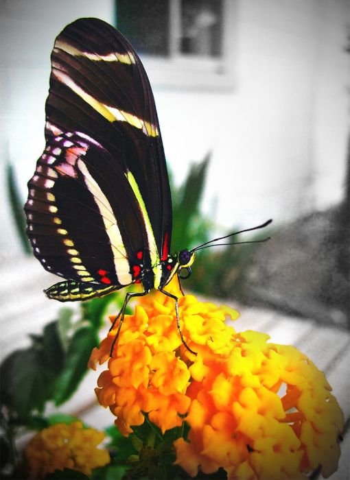 breeding butterflies at home