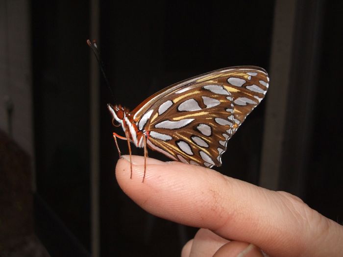 breeding butterflies at home