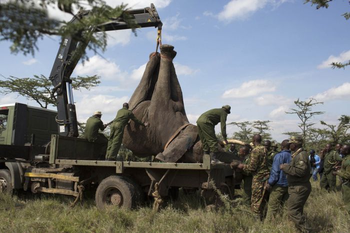 Relocating elephants project, Kenya Wildlife Service