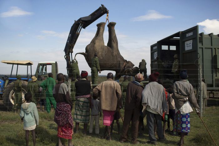Relocating elephants project, Kenya Wildlife Service