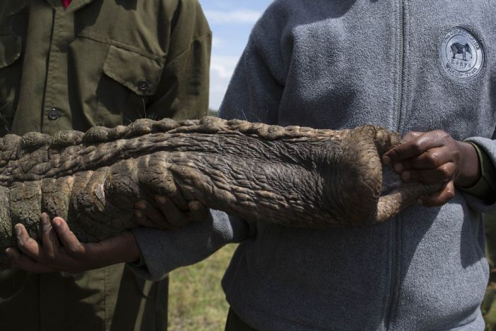 Relocating elephants project, Kenya Wildlife Service