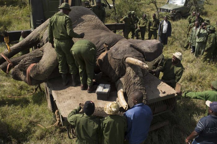 Relocating elephants project, Kenya Wildlife Service