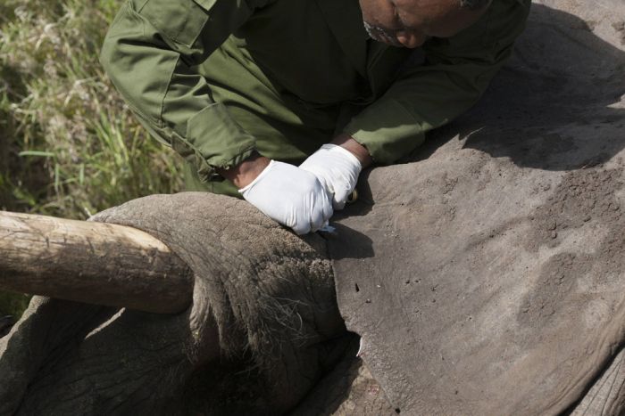 Relocating elephants project, Kenya Wildlife Service