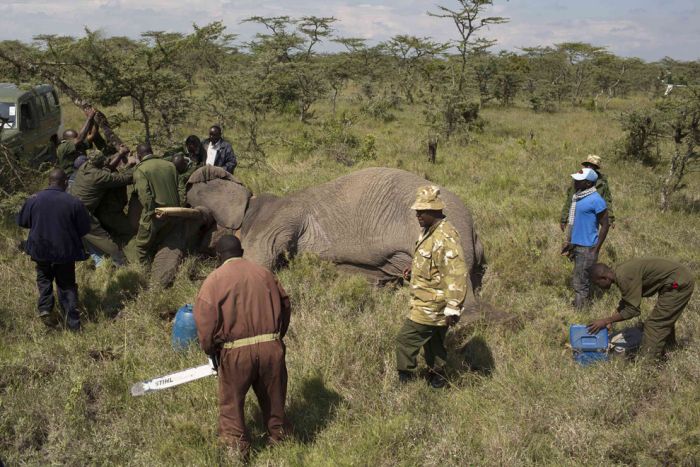 Relocating elephants project, Kenya Wildlife Service