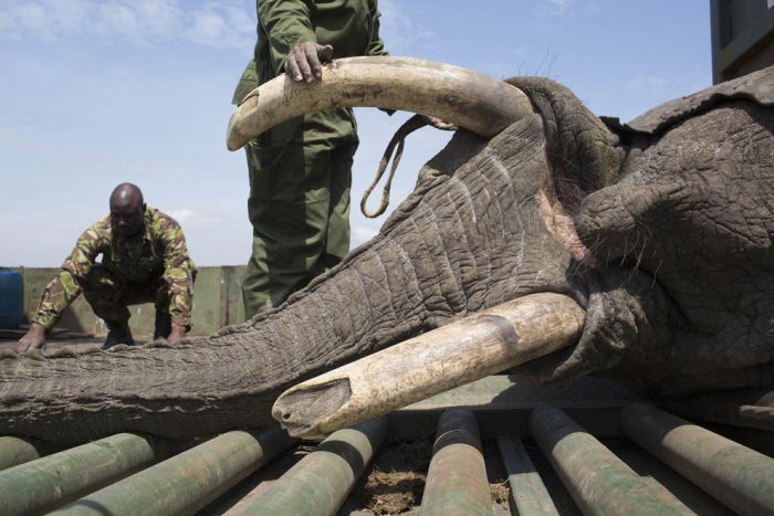 Relocating elephants project, Kenya Wildlife Service