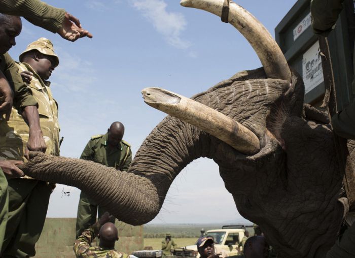 Relocating elephants project, Kenya Wildlife Service