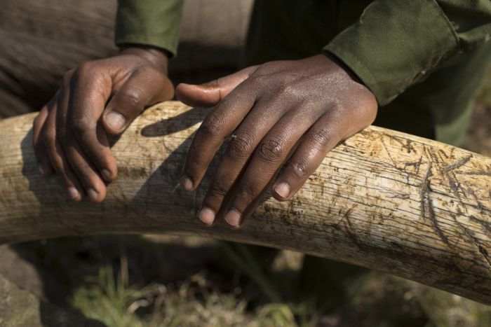 Relocating elephants project, Kenya Wildlife Service