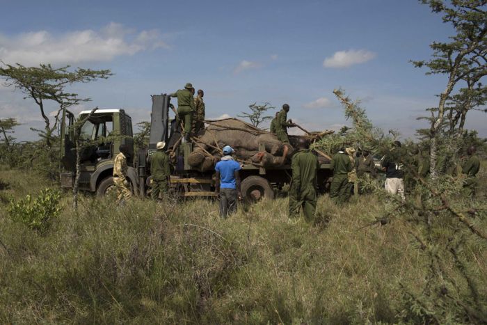 Relocating elephants project, Kenya Wildlife Service