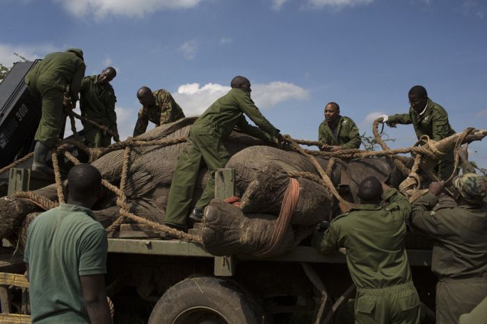 Relocating elephants project, Kenya Wildlife Service