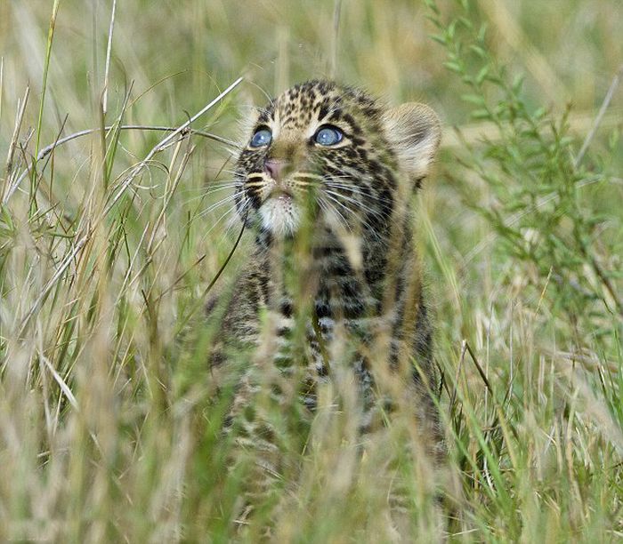 mother leopard rescues her baby