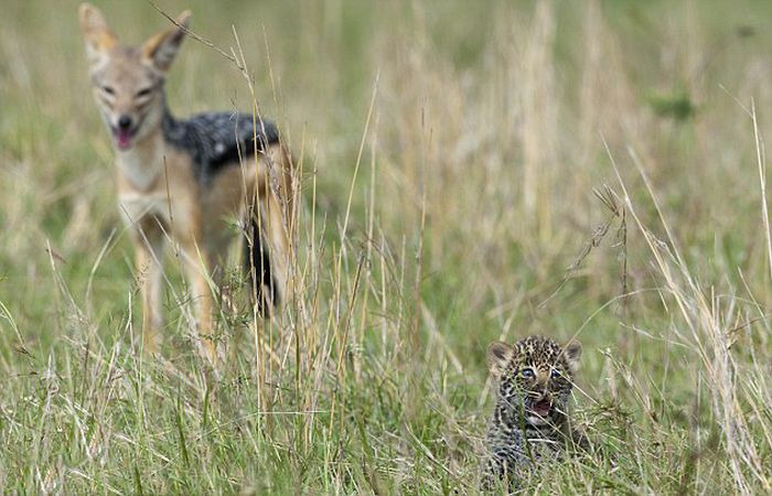 mother leopard rescues her baby