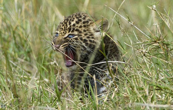 mother leopard rescues her baby