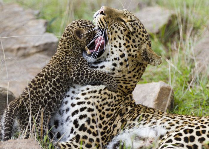 mother leopard rescues her baby